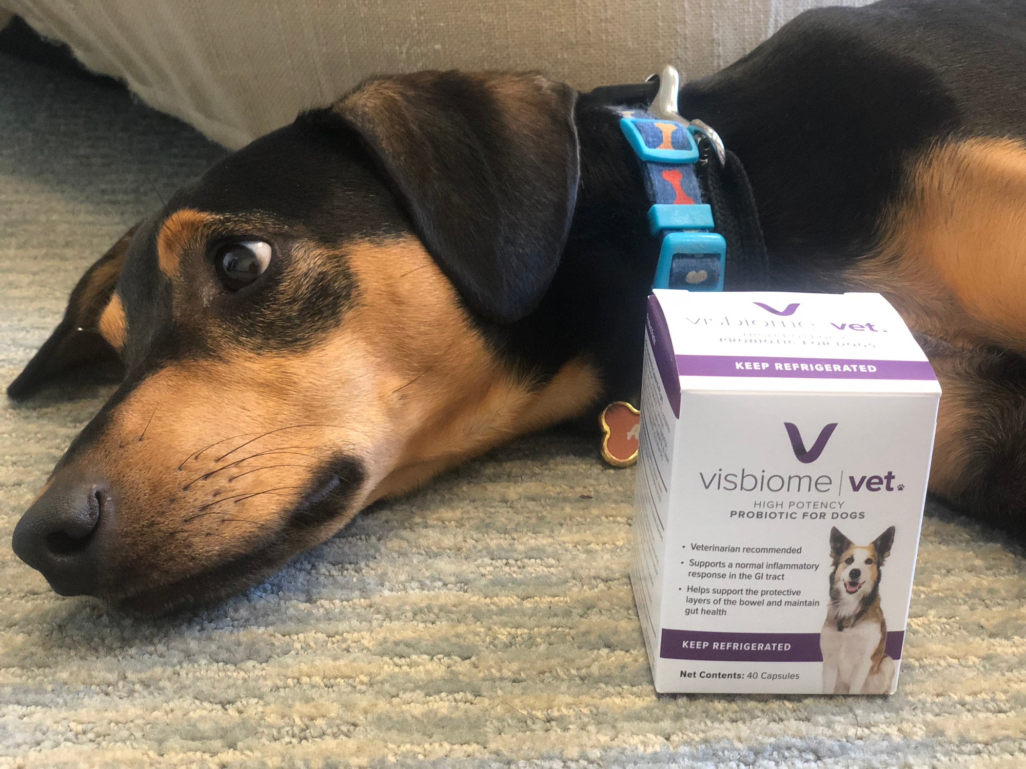 New Study Suggests Visbiome Vet May Support Gastrointestinal Health in Dogs Undergoing Chemotherapy Treatment