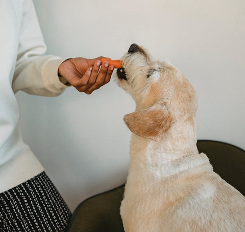 Thanksgiving Options For Pets