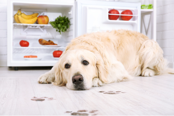 Is Diarrhea Common For Your Dog? It Could Be IBD 