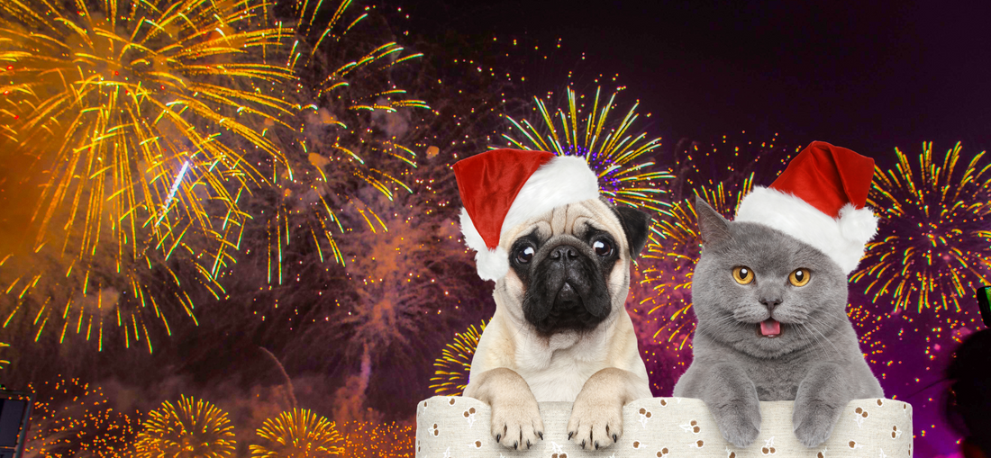 Fireworks and Dogs: How to help your pet? – Visbiome® Vet