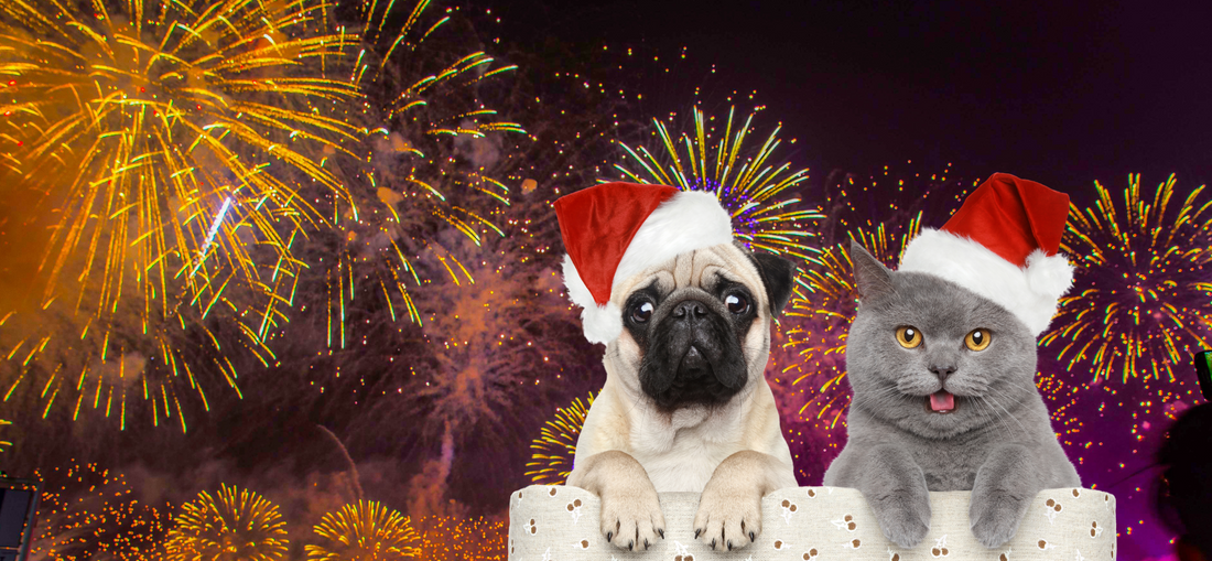 Fireworks and Dogs: How to help your pet?