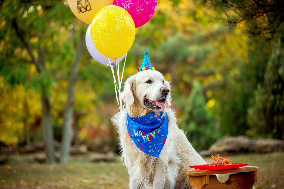 Celebrating DOGust: The Universal Birthday for Shelter Dogs