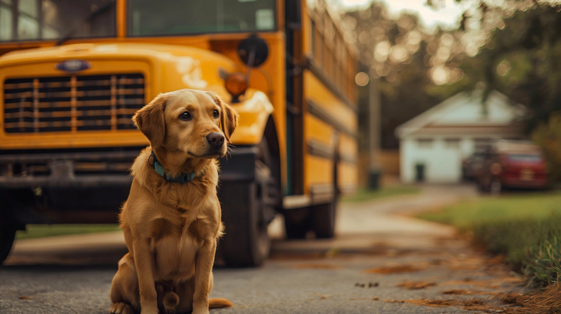 Vet-approved strategies to keep your pup calm and confident when routines change.