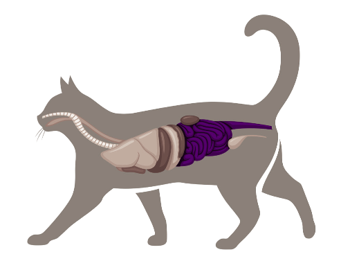 High potency probiotics for pets