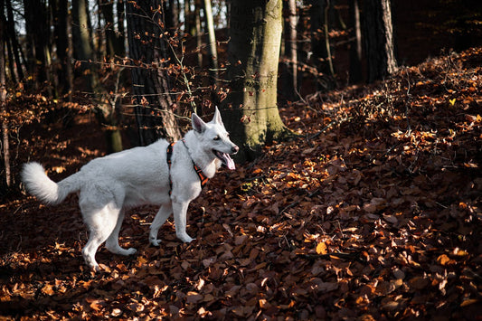 Autumn Shedding? Let’s Brush It Off with These Grooming Tips