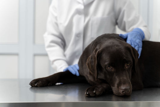New Guidelines on the Use of Antibiotics in Canine Diarrhea: Can Probiotics Fill the Void?