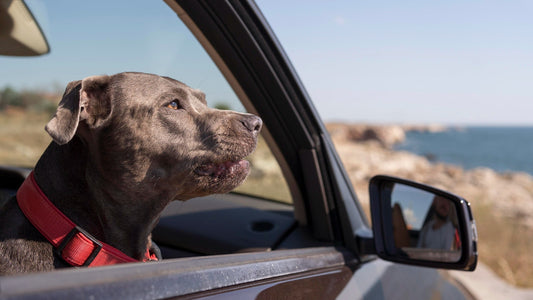 Road Trip Ready: A Pet Travel Checklist for Comfort and Digestive Health