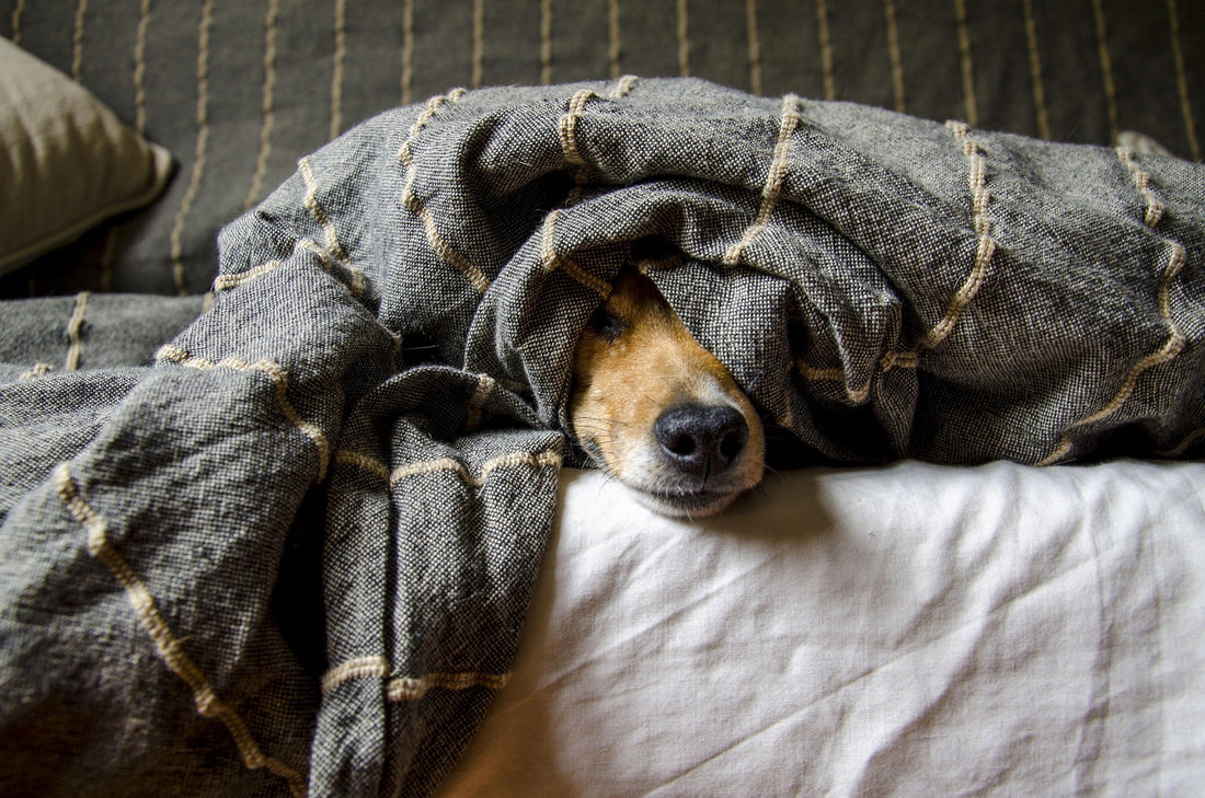 Fireworks & Your Dog: How to Keep Your Pet Calm During the Booms & Bangs