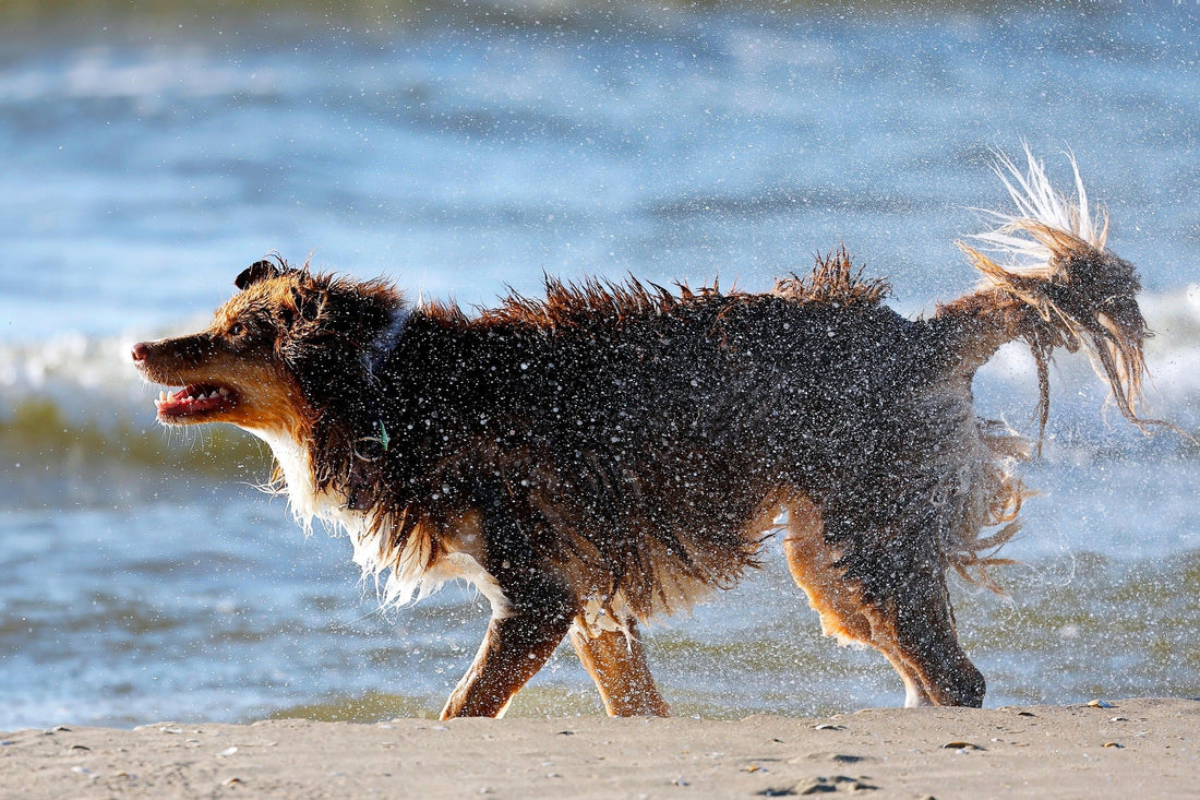 Grooming During the Dog Days of Summer