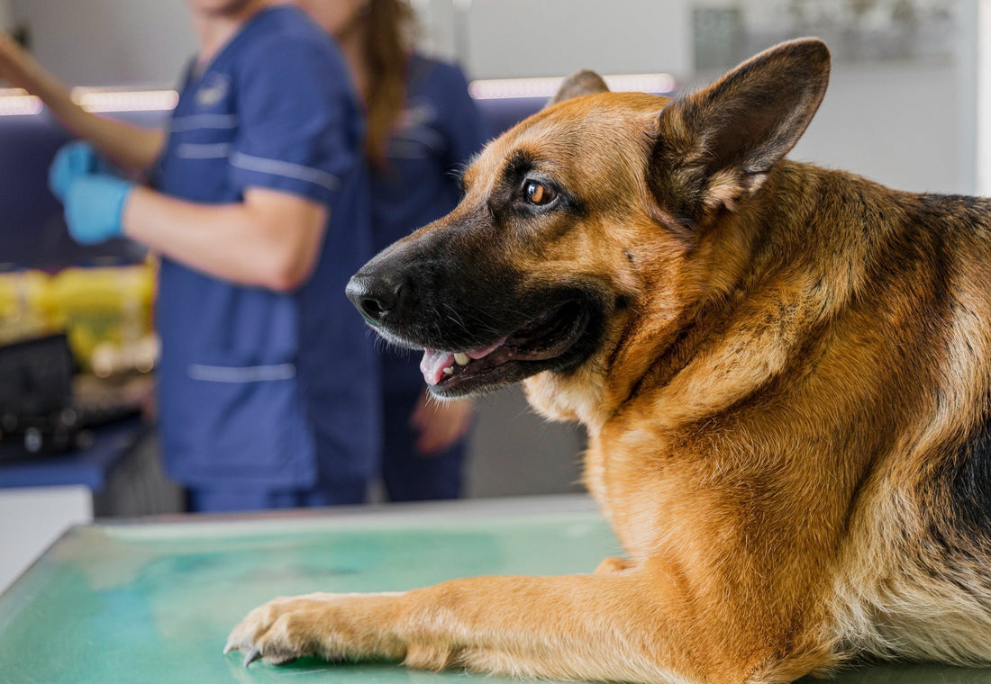 High Potency Probiotics for Pets