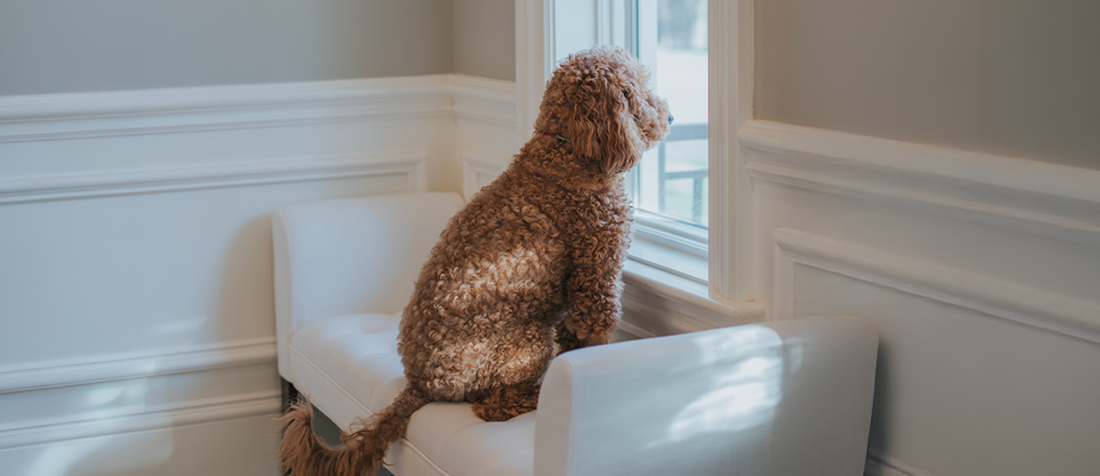 How to Prepare Your Dog for a Pet Hotel Stay