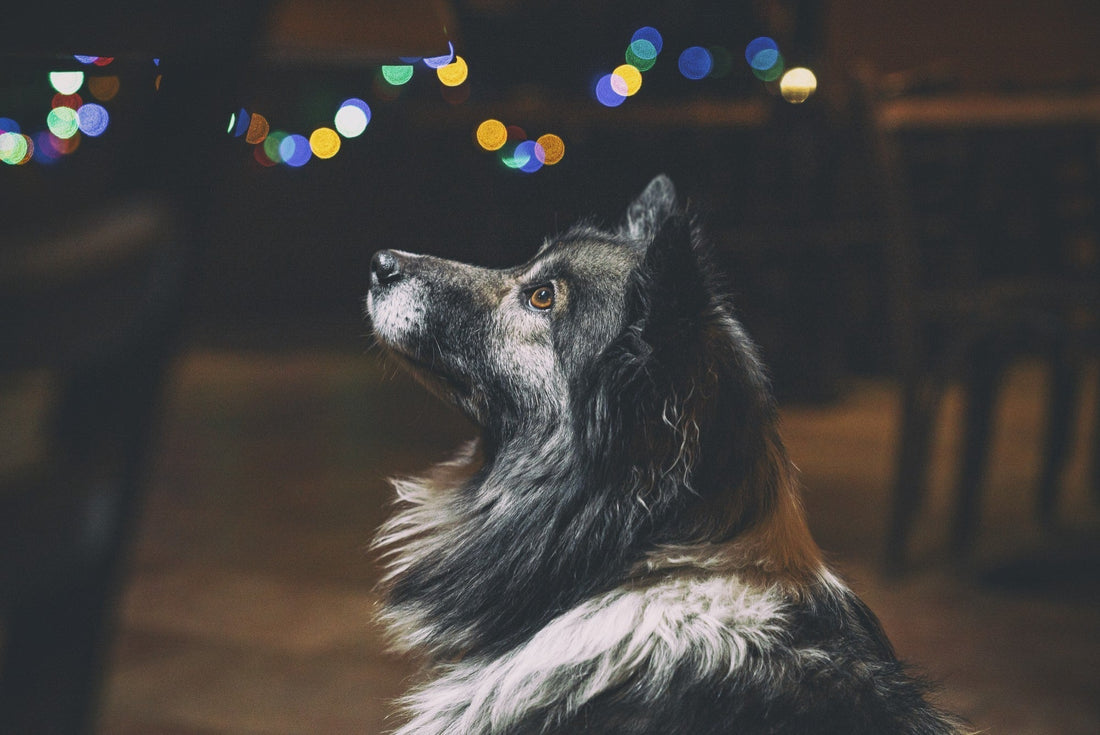Fireworks and Dogs: How to help your pet?