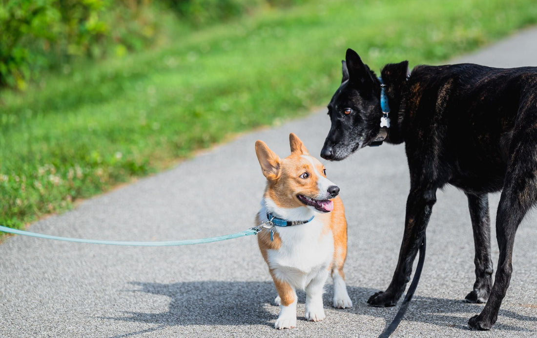Helping Your Dog Navigate New Introductions