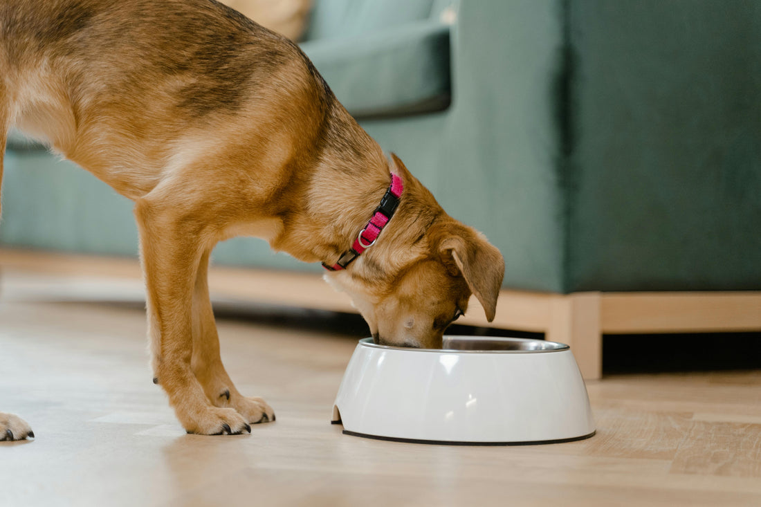 Pet Diet Dos & Dont's