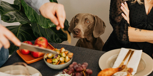 Thanksgiving Options For Pets