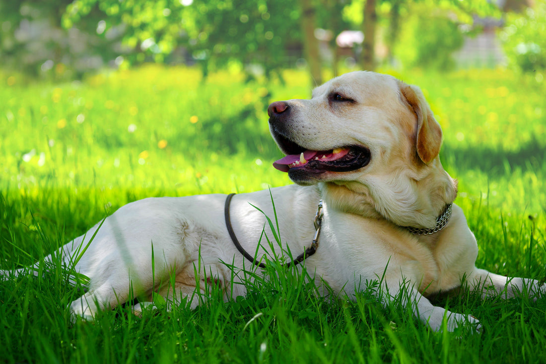 Understanding How Dogs Stay Cool in Hot Weather